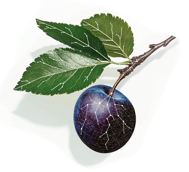 PLUM Logo